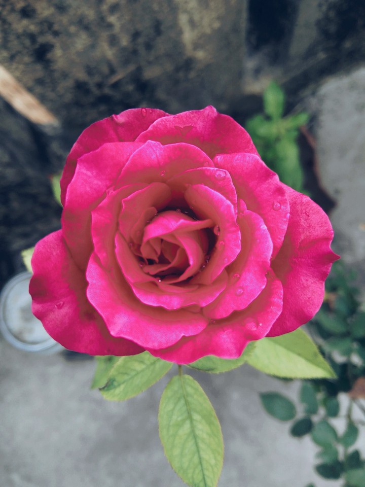rose5