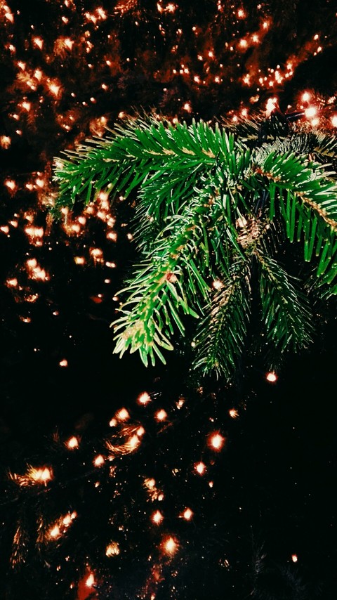 Sous la sapin, la magie opère