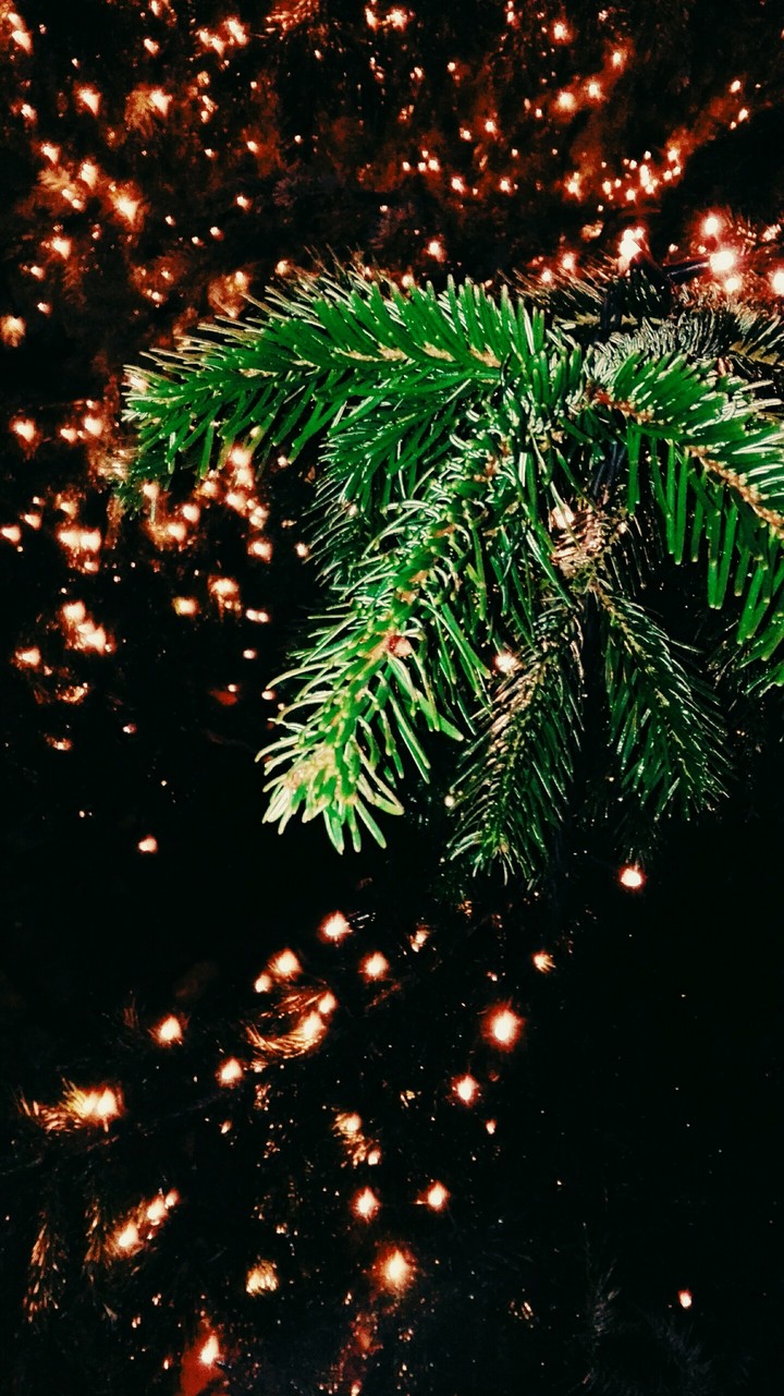 Sous la sapin, la magie opère