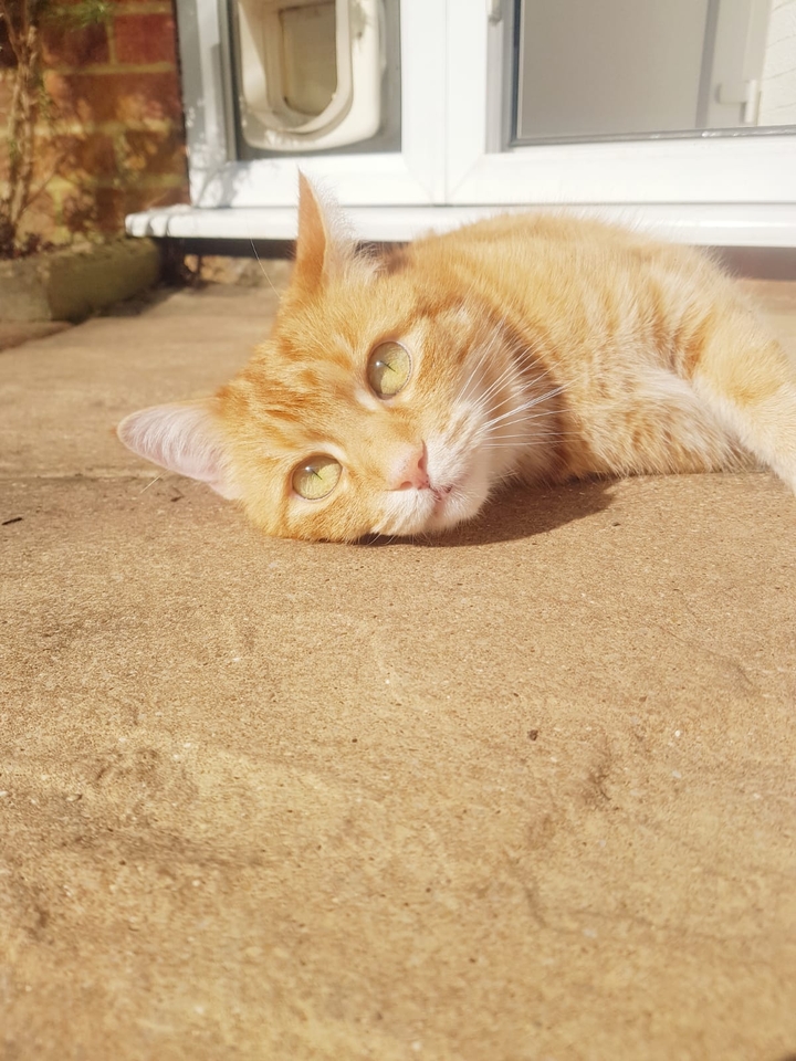 my cat simba