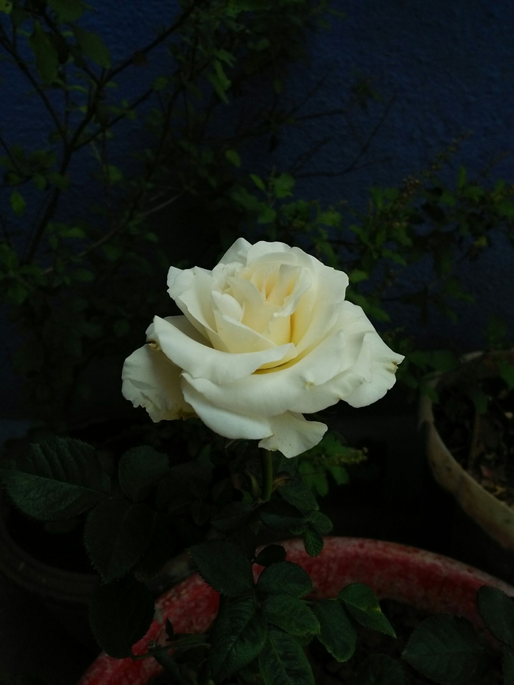 Ivory White Rose