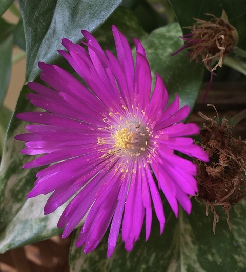 тапети purple, magenta