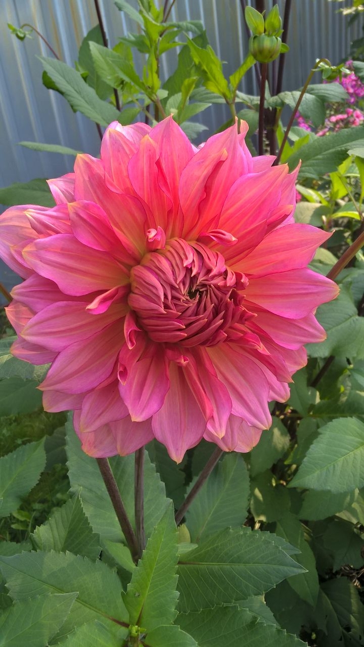 Dahlia 
