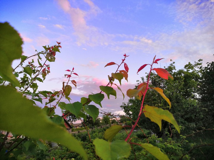 Pink sunset