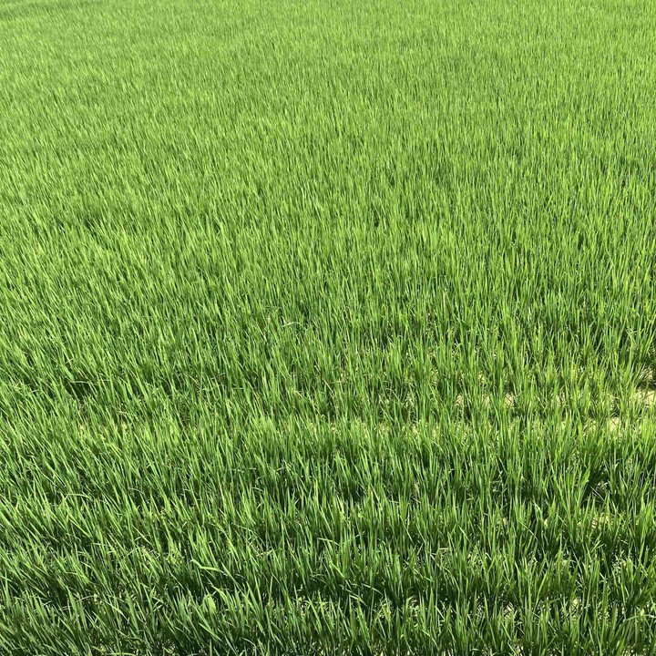 grass