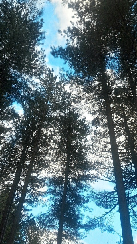 Looking at the sky through the trees