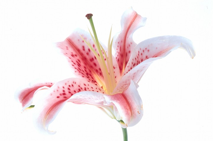 Beautiful Flowers