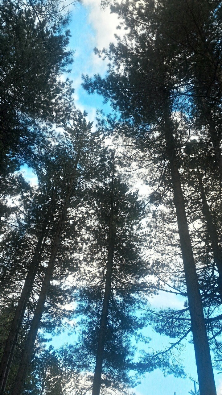 Looking at the sky through the trees