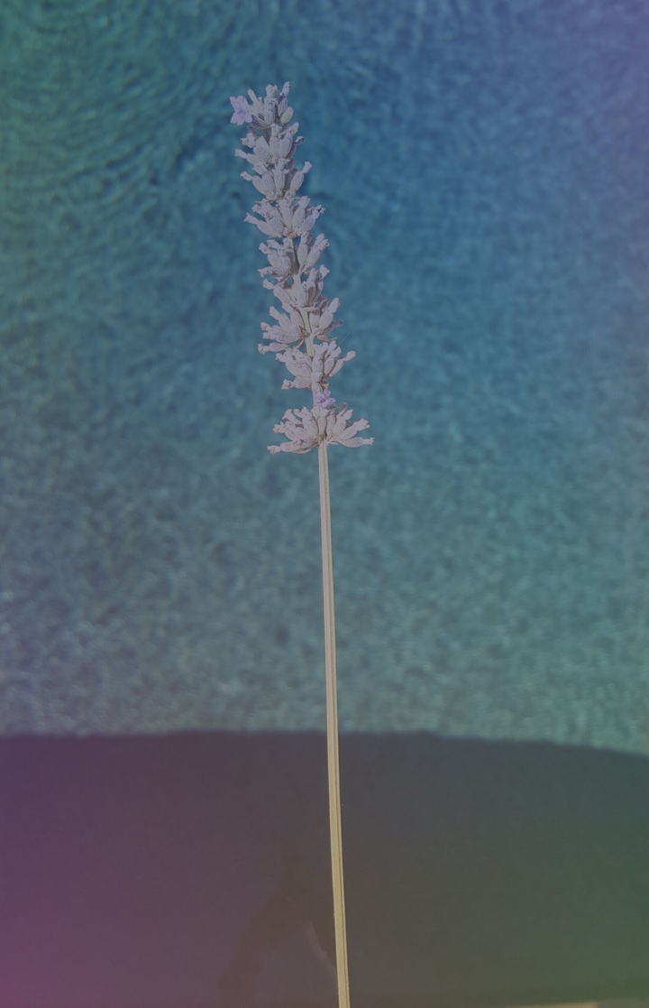 Colorful Lavender