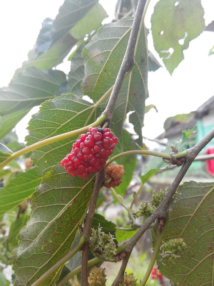 wild fruit