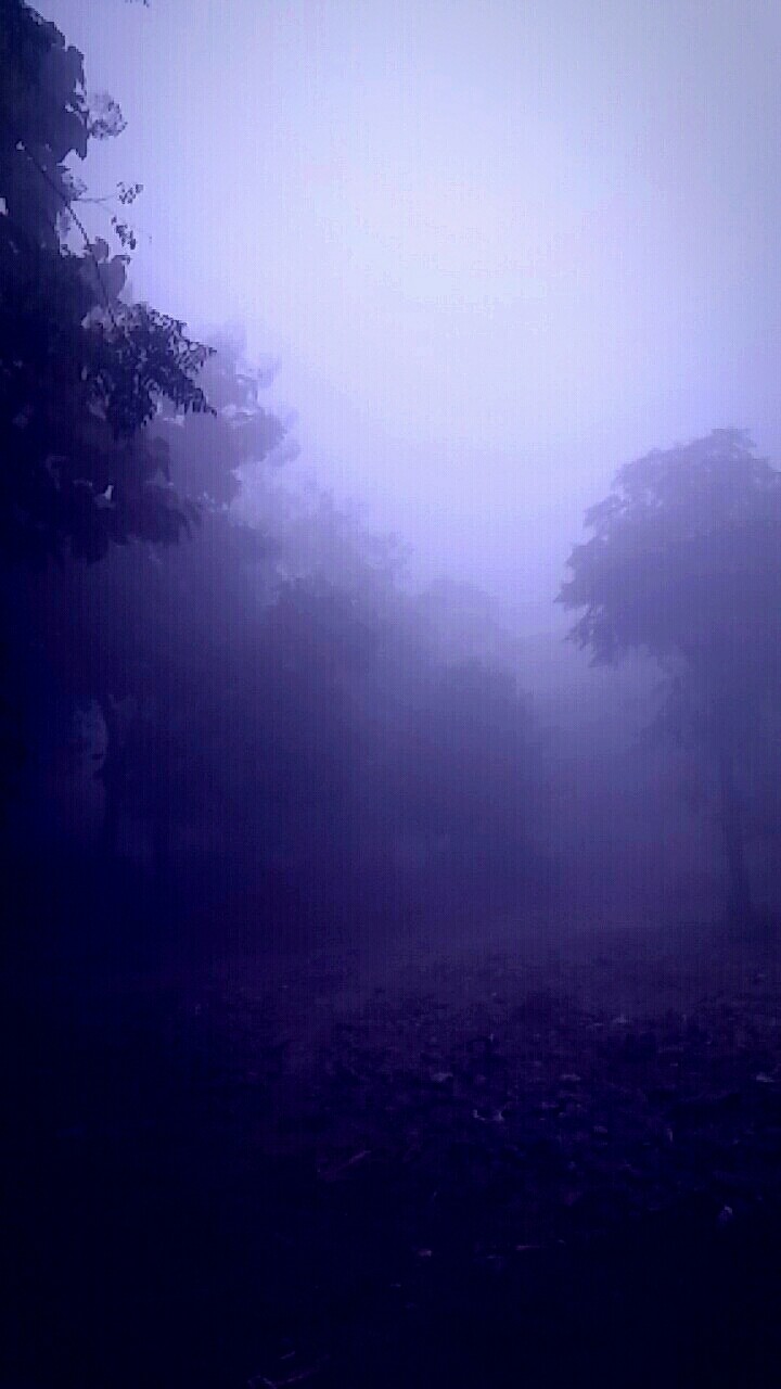 trees fog