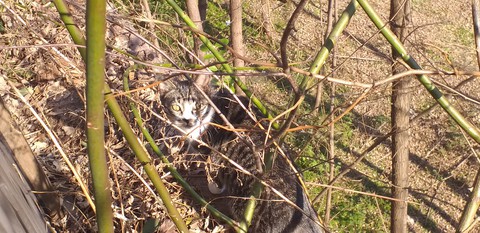 cat