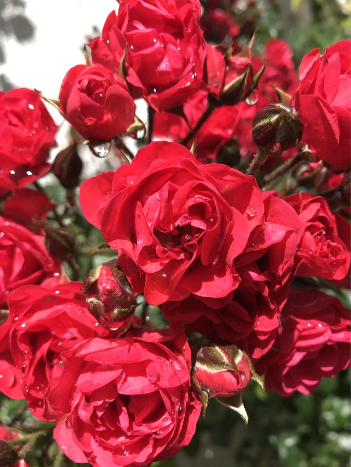 rositas