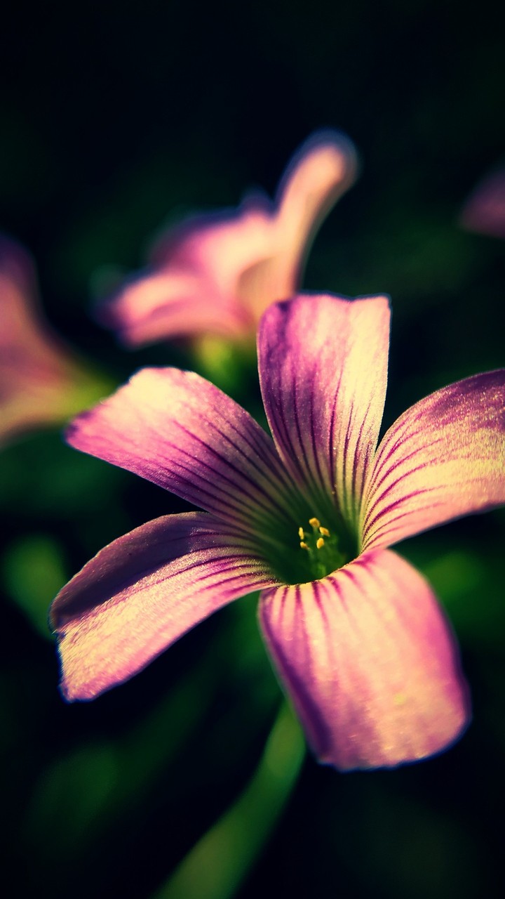 flower macro