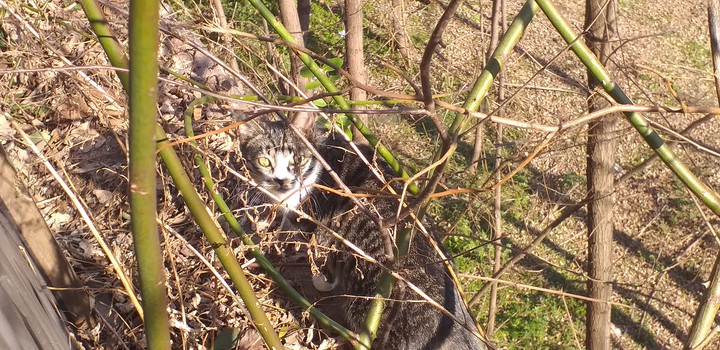 cat