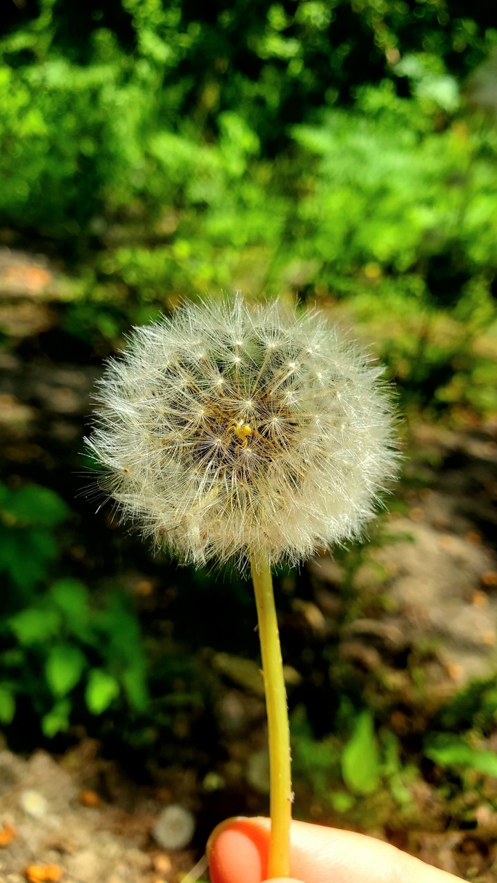 タンポポ、花、hoa, bồ công anh