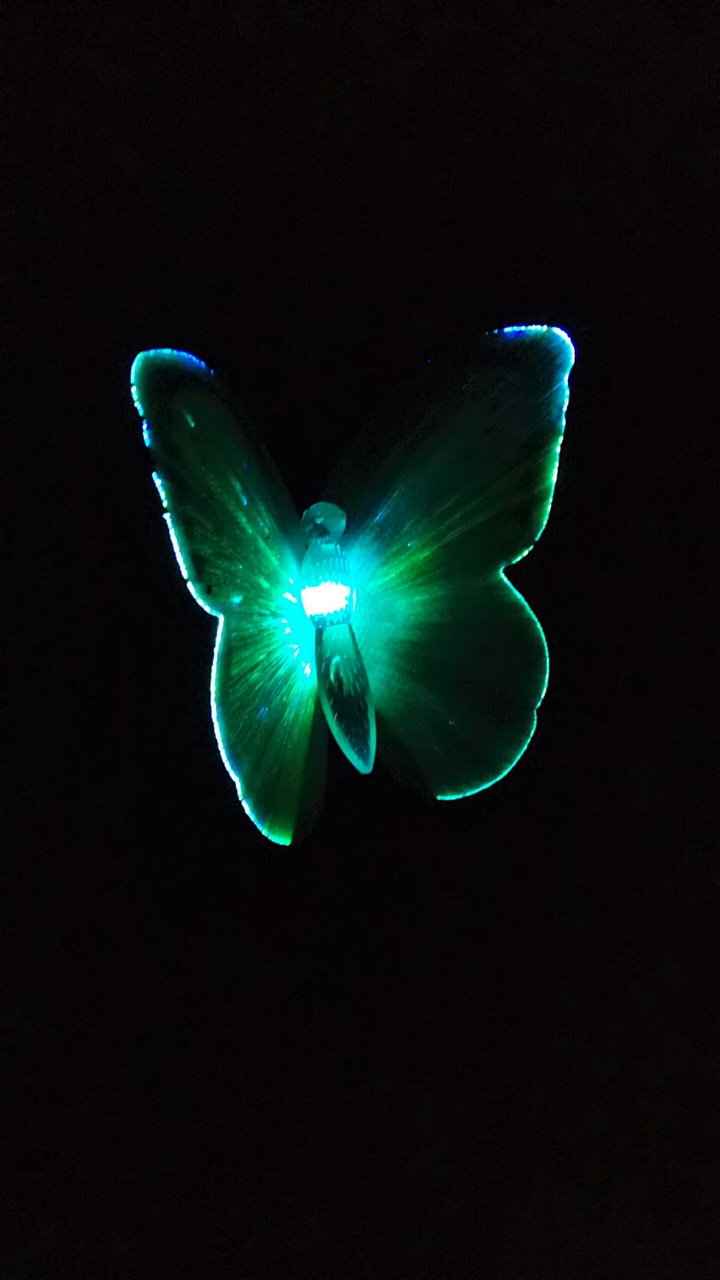 butterfly