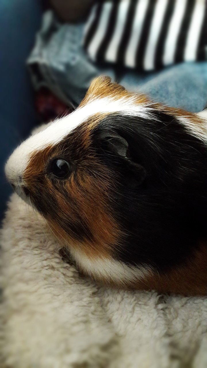 Lil' Guinea Pig