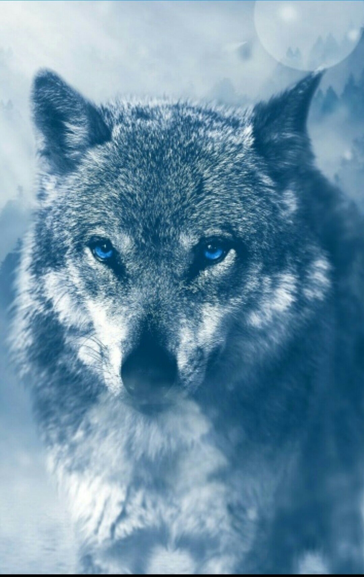 Wolf with blue eyes