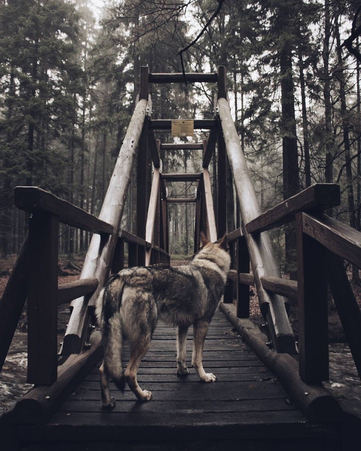 wolf