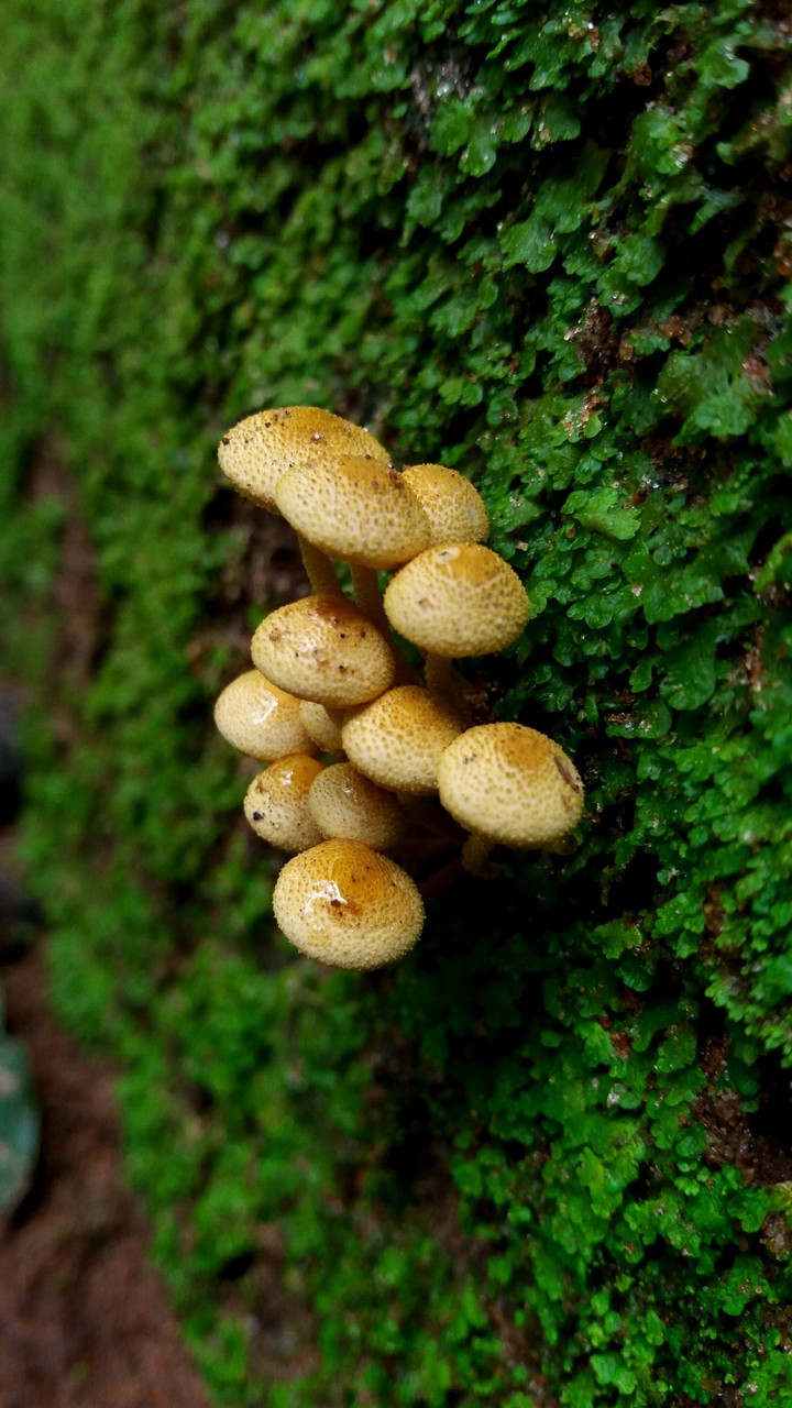 Mushrooms