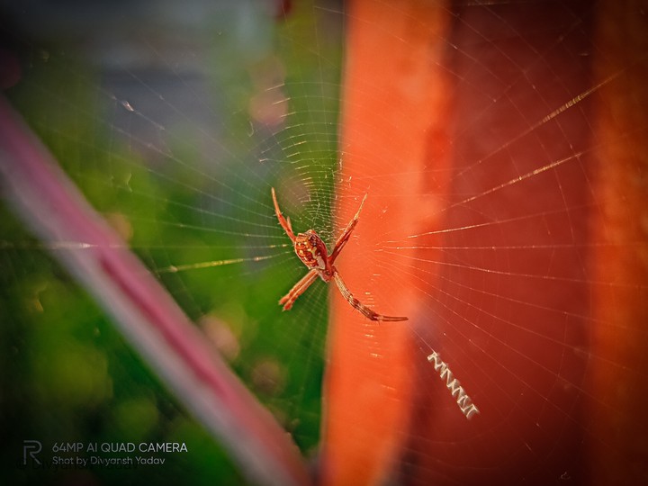 Spider wallpaper