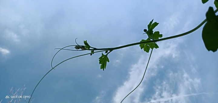 stem