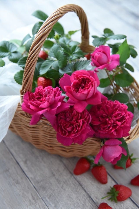 flower, pink wallpapers