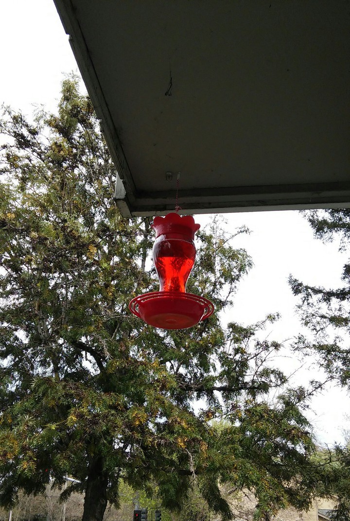 hummingbird come