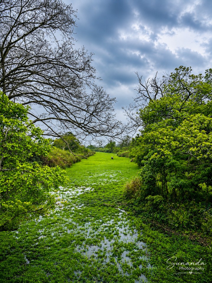 A piece of nature