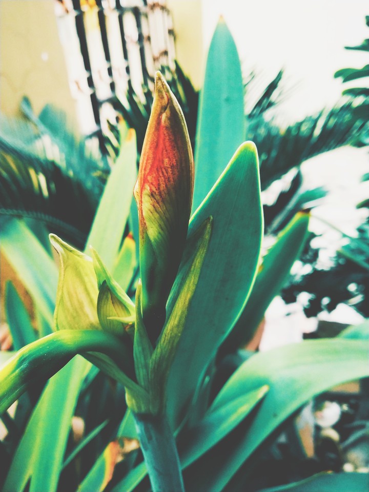 flower