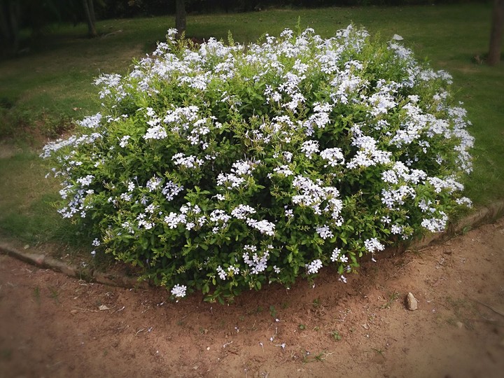 White Flowers