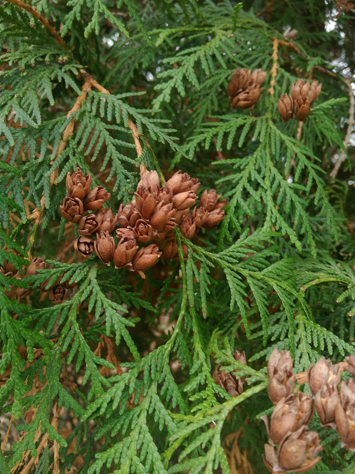 white cedar