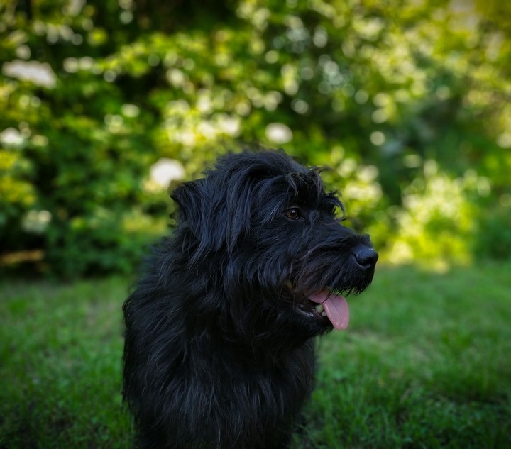 Black dog