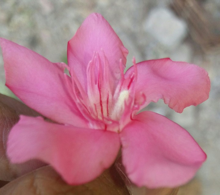 beautiful flower