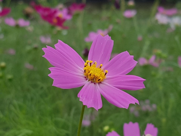 가을꽃 코스모스