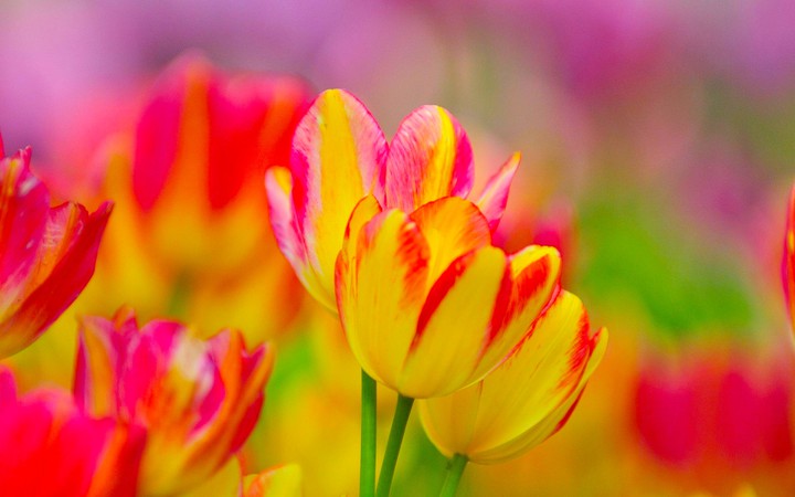 Tulip...