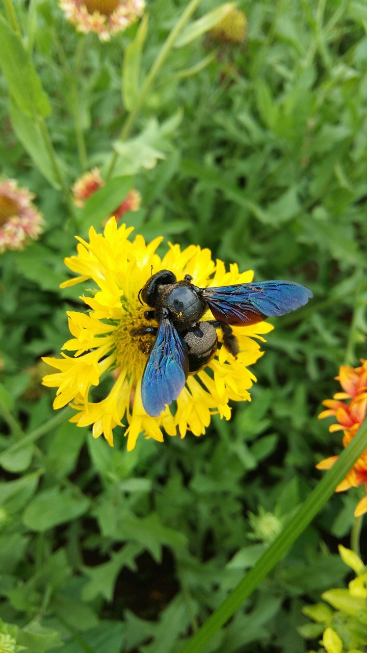Pollination