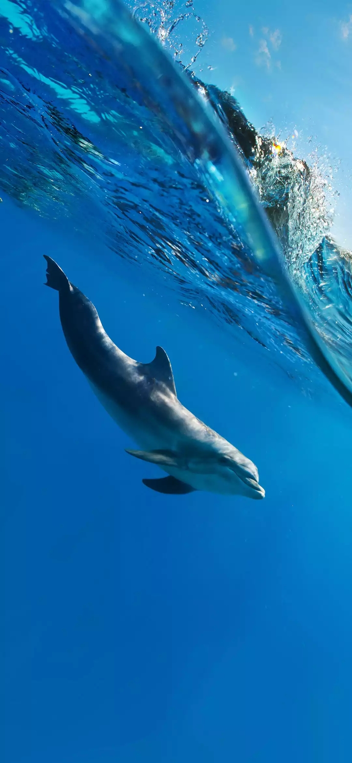 Dolphin