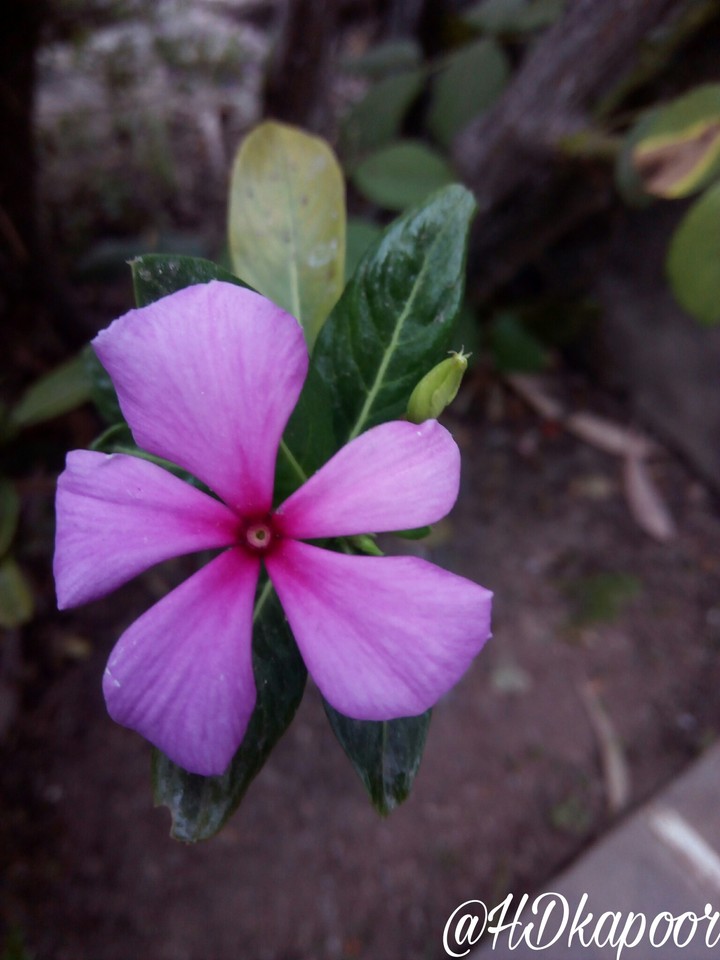 flower
