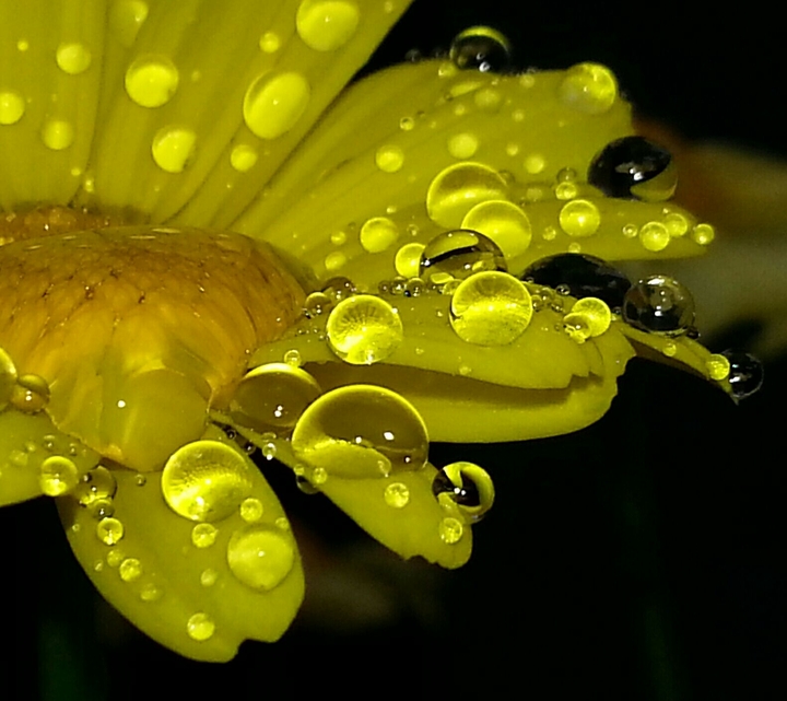 Raindrops