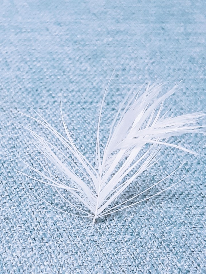 feather