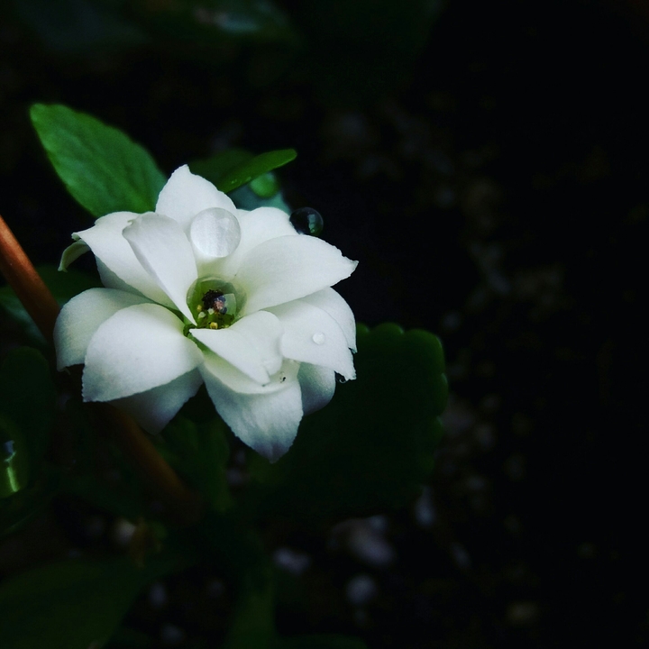 Flower and Water drop