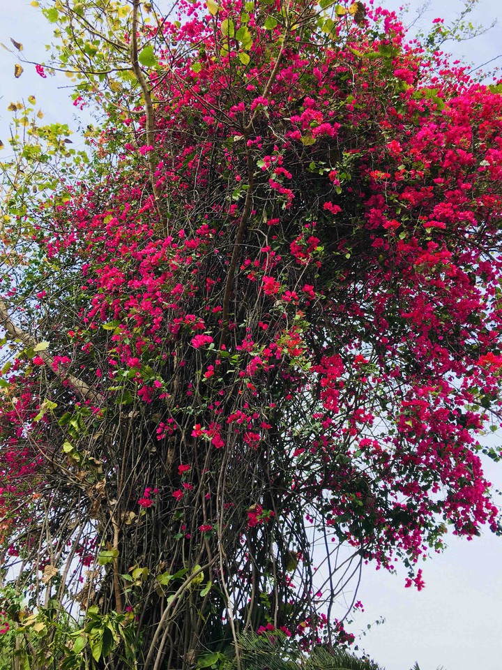 Flower on tree