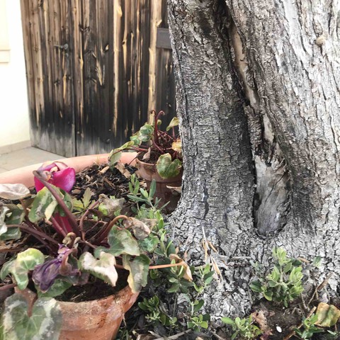La natura ci bacia