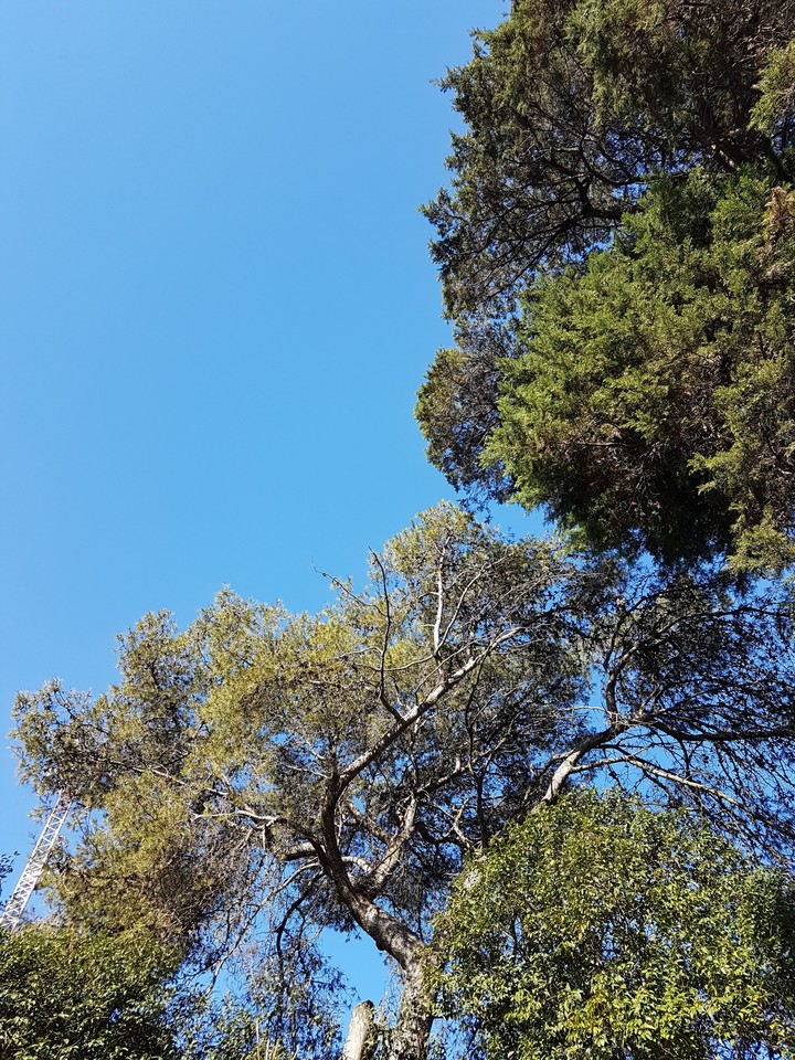arbol