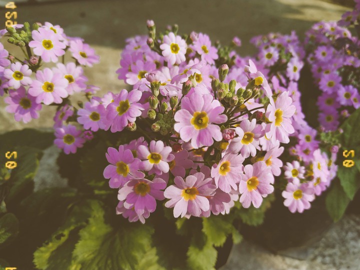 Flower spring