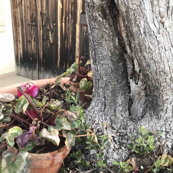 La natura ci bacia