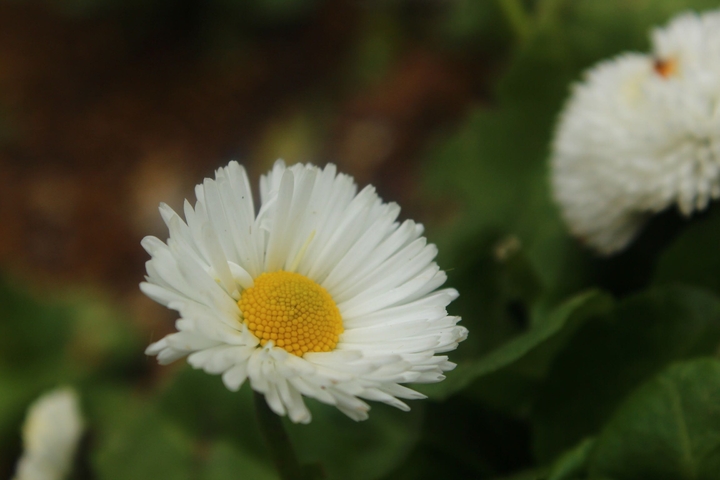Daisy