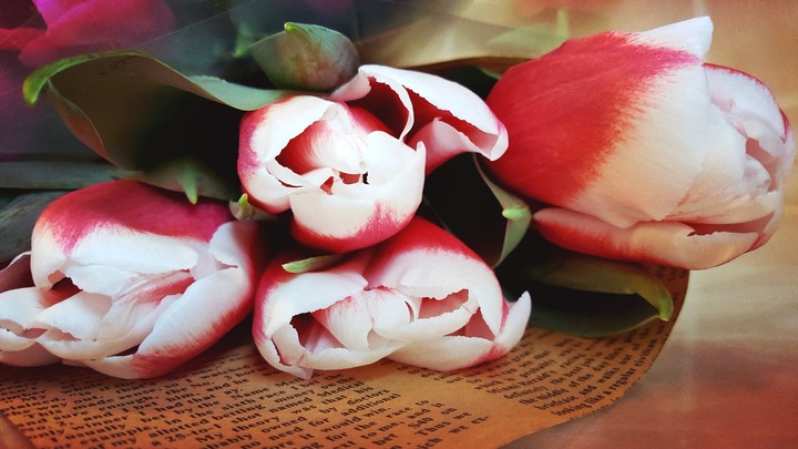 Tulips